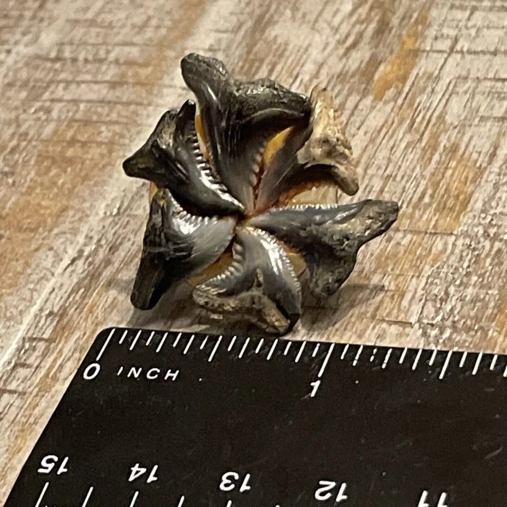 VTG Shark Tooth Teeth Fossil Silver‎ Tone Screw Back Earrings Handmade BOHO READ